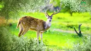 Bihar: A Song of Eternity | Bihar Tourism | Discovery Channel | Bihar Eco 02 Film 01
