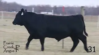31 - Prairie Creek Rainmaker 5033