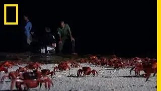 Crabs by Moonlight | National Geographic