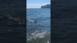 Very cute a husky swimming in the ocean
