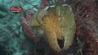 Pharaoh Cuttlefish (Sepia pharaonis) &ndash; Color-Shifting Master | Indonesia