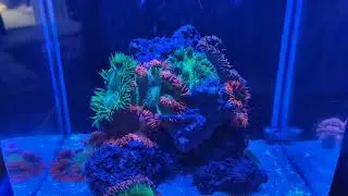 3 gallon pico rock flower anemone reef