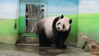 20220906 團團小彭好哥倆 展場互動成絕響(永懷團團之2) Giant Panda Tuan Tuan