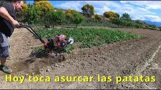 Hoy nos toca asurcar nuestras patatas