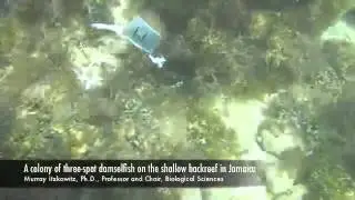 Murray Itzkowitz Three spot Damselfish