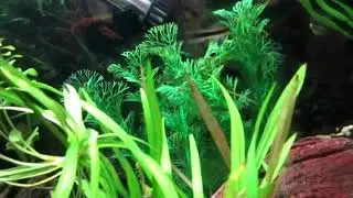 2 New Chinese Algae Eaters and a Guppy!!