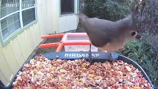 Meet Tuffy! The Tufted Titmouse.