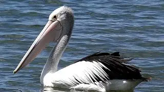 Australian Pelicans (Pelecanus conspicillatus)