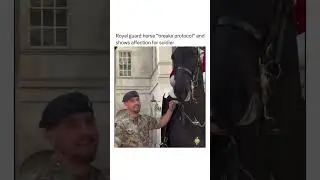Royal Guard Horse Breaks Protocol for Cuddles! ❤️🐴