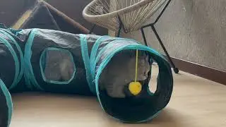 Tiny British Shorthair Ninjas! Turbo Sprint, Secret Hiding & Instant Ambush Mode