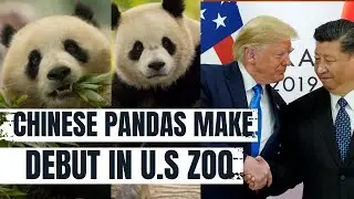 LIVE: US' Zoo Unveils Chinese Pandas Following Trump's Inauguration | Xi's Panda Diplomacy | N18G
