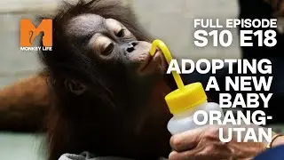Adopting A New Baby Orang-utan | Season 10 Episode 18 | Full Episode | Monkey Life