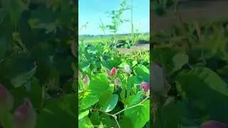 Operculina flowers on the street 4k #shorts