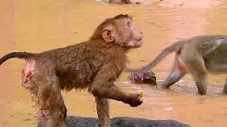LEO Swimming at the Morning...monkey cute LL ep381