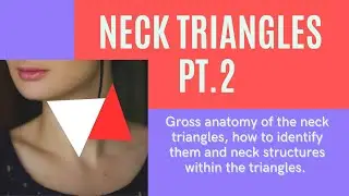 Neck Anterior and Posterior Triangles Pt.2 #anatomy #neck