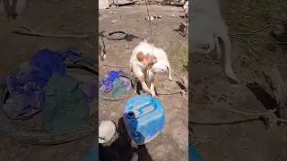 What's happened to him 😲😳#goat #acrobatics #animals #youtubeshorts #short | Earth Creatures
