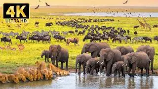 Majestic African Wildlife in 4K | The Stunning Animal Kingdom with Relaxing Music