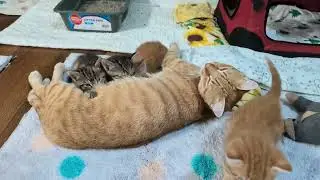 Tiny Dancers: 3 kitten patrons at the milk bar