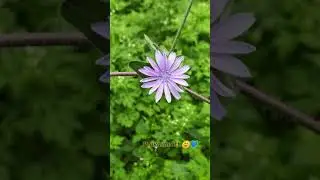 KASINI keerai flower