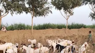 new my village beautiful pets video