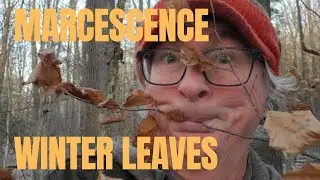 Marcescense - Winter Leaves Explained