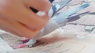 علاج الحمام اللي جناحه مكسور
