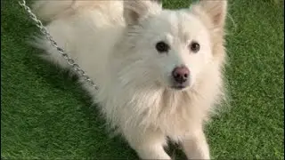 olly the pomeranian dog is live