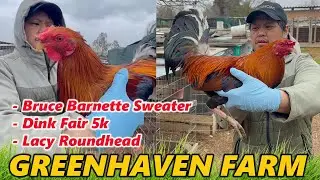 Bruce Barnette Sweater Dink 5k Lacy Roundhead - Monching Penanueva GREENHAVEN FARM Davao Philippines