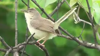Jungle prinia giving alarm call