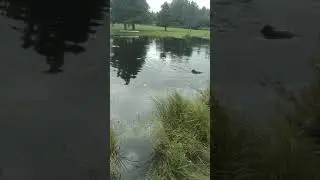 Mariah's first goose retrieve at 4 months old