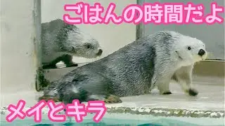 ラッコ　メイちゃんとキラちゃん　ごはんの時間が始まるよ【鳥羽水族館】Sea otter May-chan Kira-chan Toba Aquarium 