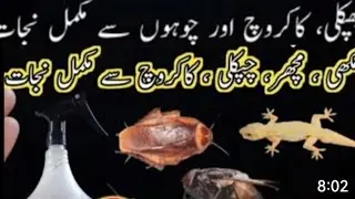 Get rid of rats, Mosquito, cockroach, lizard with homemade spray|powerful insects killer remedy🙄