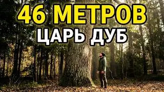 Самый ВЫСОКИЙ Дуб в ЕВРОПЕ/Дуб Патриарх/ЦАРЬ Дуб/самый старый ДУБ в БЕЛАРУСИ/Пожежинский ДУБ