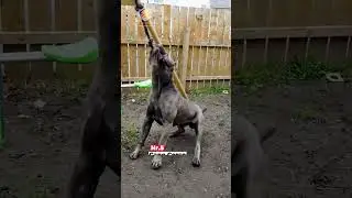 Guardians at the Gate: Top 5 Watchdog Breeds for Alert and Protective Canine Companionship #shorts