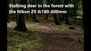 Photographing the Black Buck. Nikon Z9 with Nikon 180-600mm f6.3