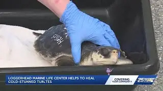 24 cold-stunned sea turtles are being rehabilitated in South Florida