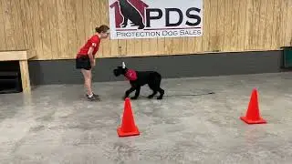 Super Stellar Athletic Boy 