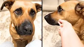 She Refused Treats From The Devil 😈🐶