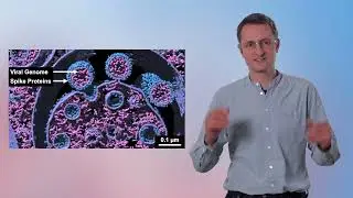 Project B03: How Bunyaviruses Multiply and Spread &ndash; Structural Cell Biology Using Advanced Imaging