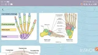 SHORT , FLAT & IRREGULAR BONES.