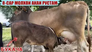 8-САР МОЛХОИ АКАИ РУСТАМ ПАРТИЯИ НАВ 25 мая 2025 г.