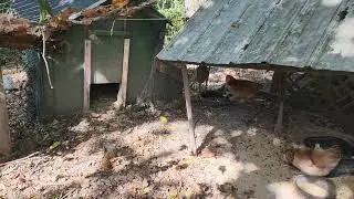 Feeding shed & green coop