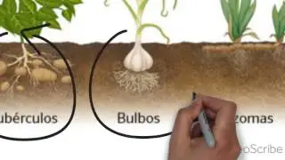 LA REPRODUCCI&Oacute;N DE LAS PLANTAS