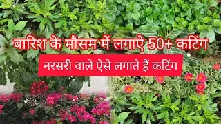Plants cutting in rainy days /  june July month  grow plants cutting with results