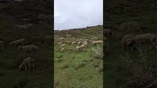 #чабан #дагестан #барашки