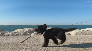 Yes, asphalt can be too hot for your dog's paws | Verify