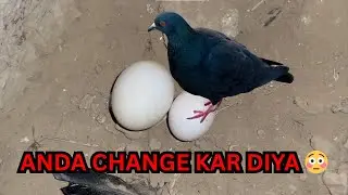 Mini Zoo Ka Anokha Experiment | Kabootri ko Murghi Ka Anda pe bitha diya  😱