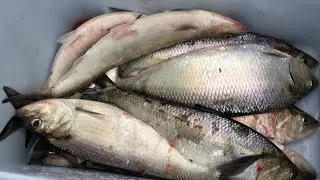 Shad Catch And Cook - Trash or Delicious?!?!
