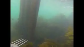 Shooting a Fish (Magpie Perch) at the Bluff