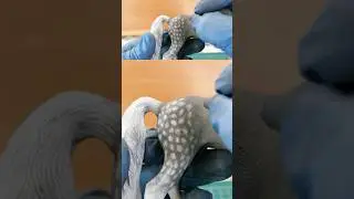 Painting dapples on a dapple grey! - Schleich Repaint